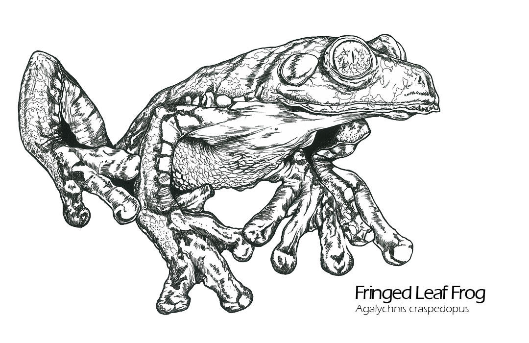 Agalychnis Cruziohyla craspedopus drawing — scientific illustration