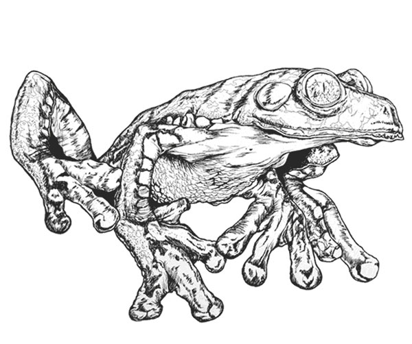 Fringed leaf frog drawing artwork - Agalychnis craspedopus Cruziohyla craspedopus scientific illustration