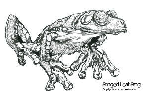 Agalychnis Cruziohyla craspedopus drawing — scientific illustration
