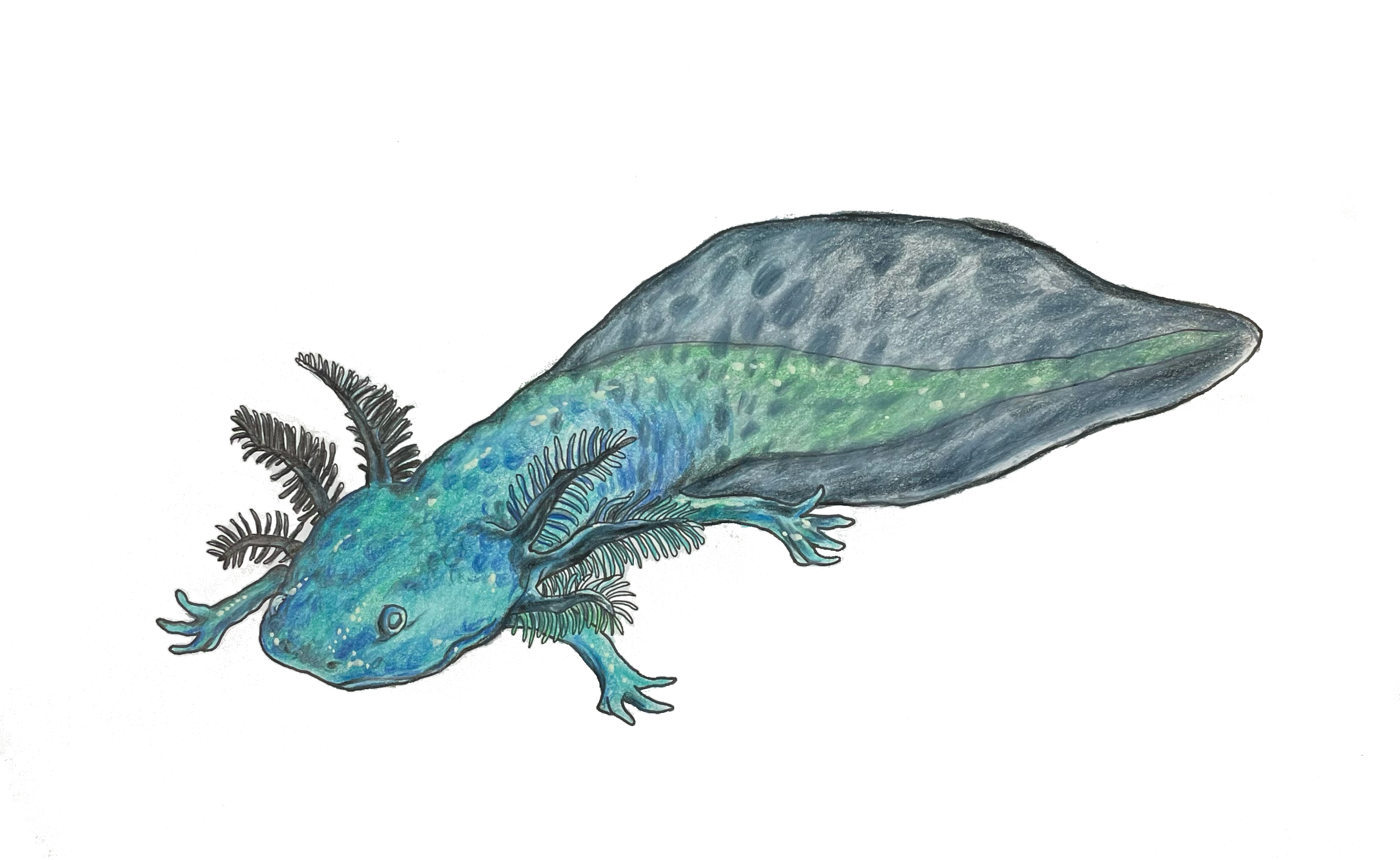 Axolotl realistic drawing artwork - Ambystoma mexicanum scientific illustration
