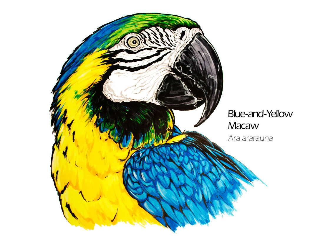 Blue-and-yellow macaw parrot drawing - Ara ararauna scientific illustration