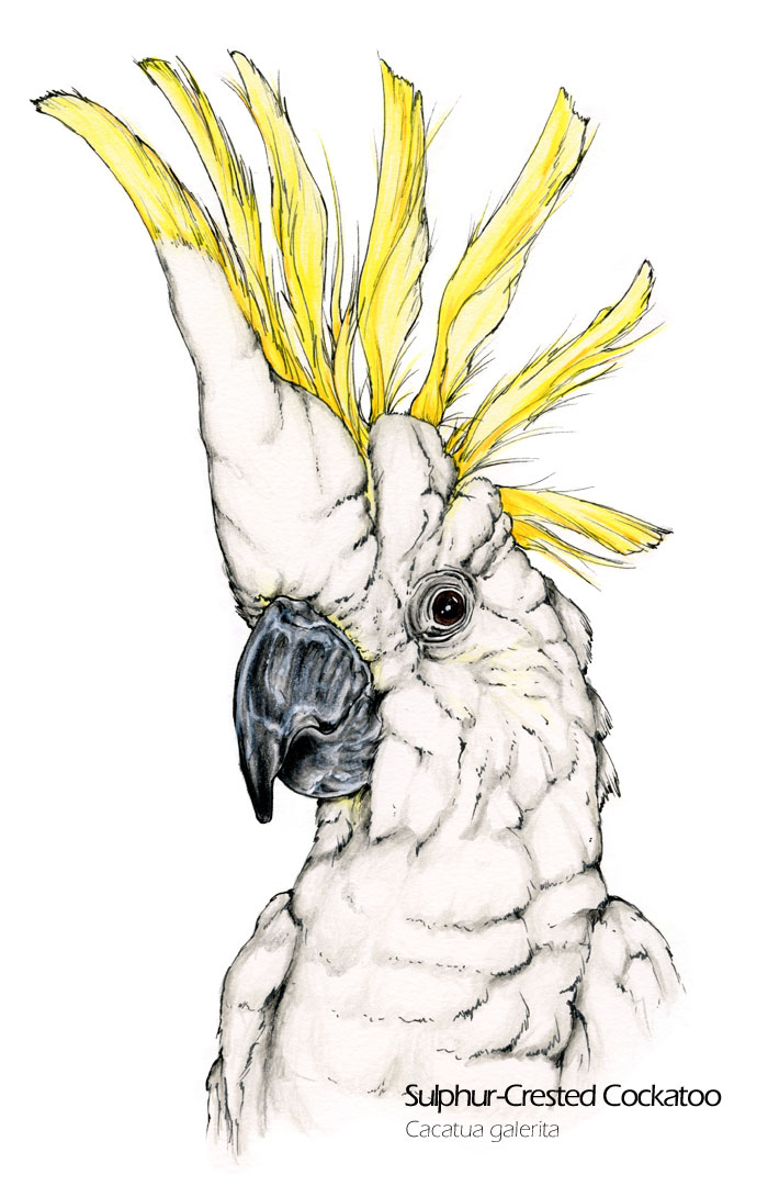 Realistic colour drawing of a sulphur-crested cockatoo - Cacatua galerita scientific illustration