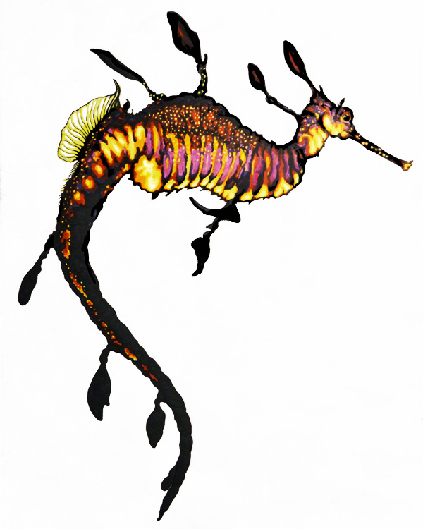 Weedy seadragon artwork - Phyllopteryx taeniolatus scientific illustration