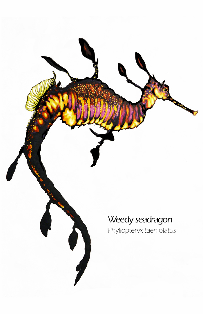 weedy sea dragon drawing - Phyllopteryx taeniolatus scientific illustration