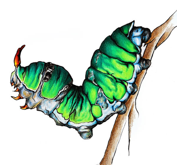 Citrus Swallowtail larva drawing artwork - Papilio demodocus scientific illustration