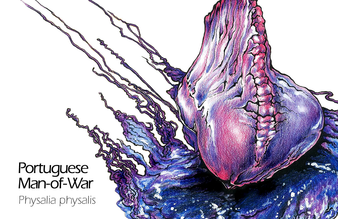 Portuguese man-of-war drawing - Physalia physalis scientific illustration