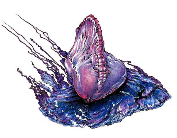 Portuguese Man-of-war drawing artwork - Physalia physalis scientific illustration