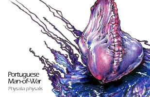 Portuguese man-of-war drawing - Physalia physalis scientific illustration