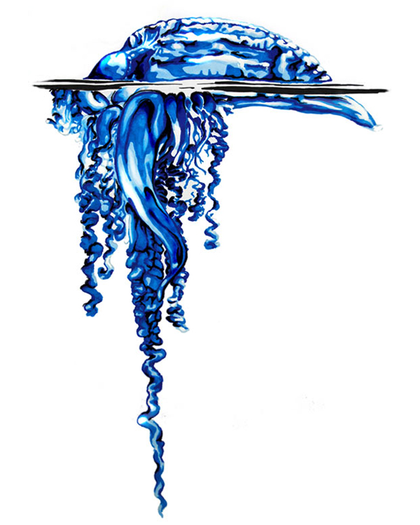Portuguese Man-of-War drawing artwork - Physalia physalis scientific illustration
