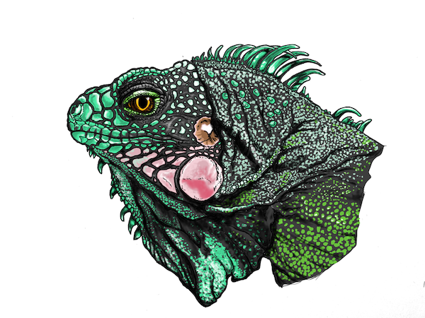 Green Iguana portrait drawing artwork - Iguana iguana scientific illustration