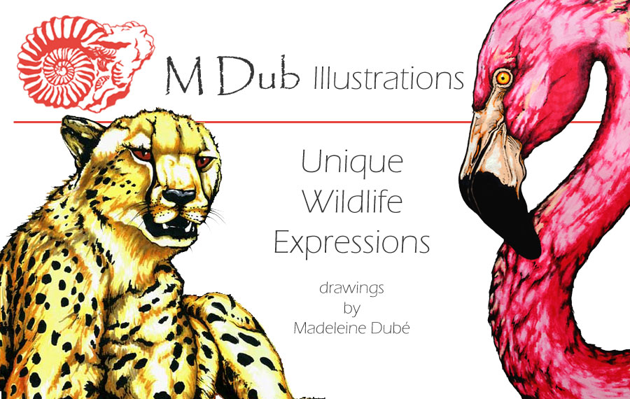 MDubIllustrations - Drawing Classes, Animal drawings and wildlife art by Madeleine Dubé