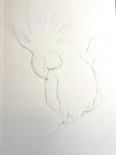 How to draw a parrot - Palm Cockatoo. Start by drawing a rough outline.
