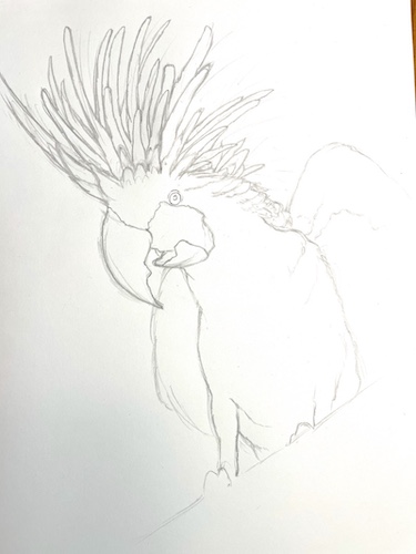 How to draw a parrot - Palm Cockatoo. Draw the neck's feathers'.