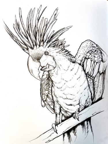 Black and white pencil drawing of a Palm Cockatoo Parrot - Probosciger aterrimus scientific illustration
