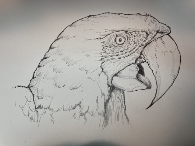 Black and white pencil drawing of a portrait of Scarlet Macaw Parrot - Ara macao scientific illustration