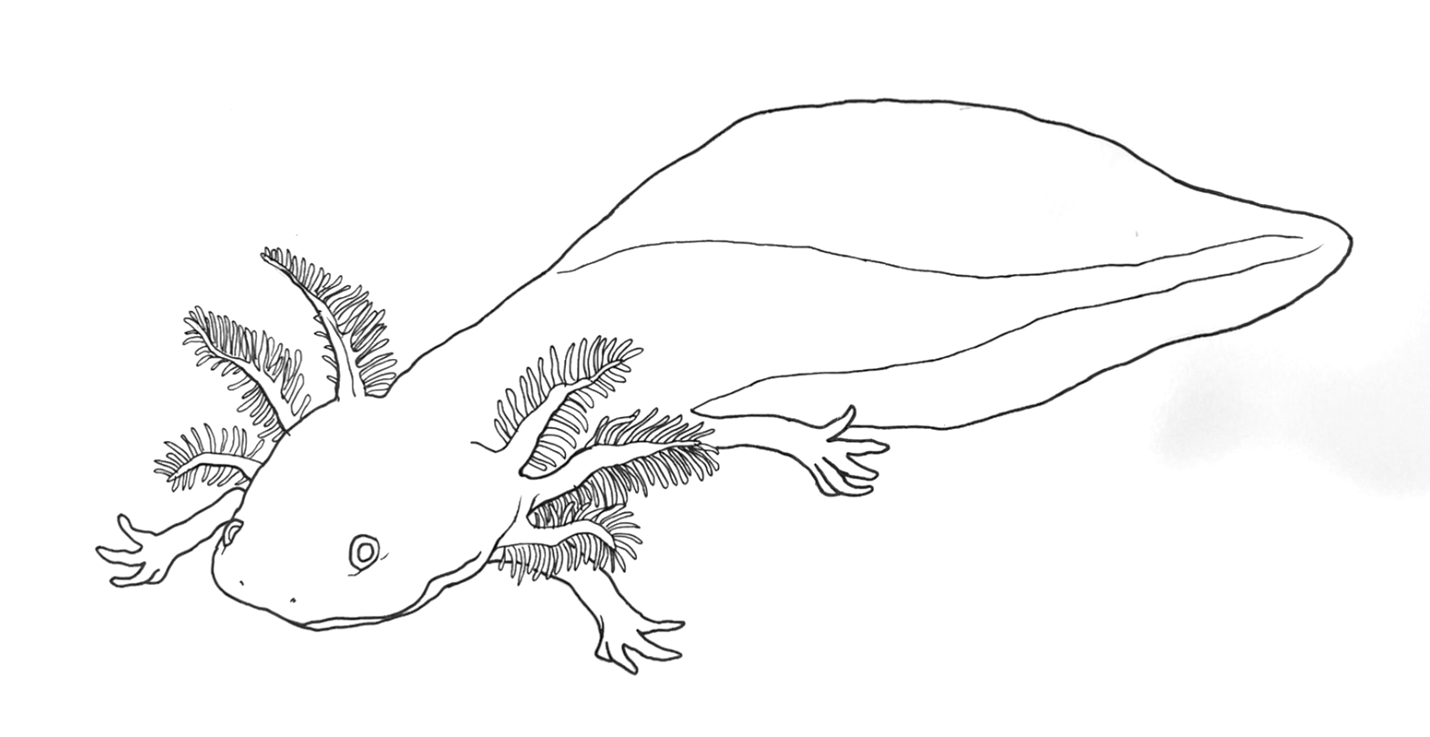 Realistic Axolotl drawing coloring page to print - axolotl images to print free