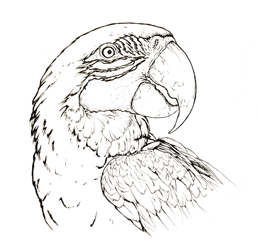 Coloring page to print of a portrait of Blue-and-yellow macaw parrot drawing - Ara ararauna scientific illustration