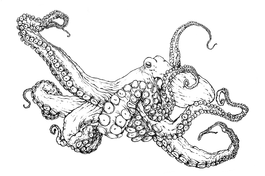 common octopus coloring page