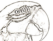Blue-and-yellow Macaw Parrot coloring page