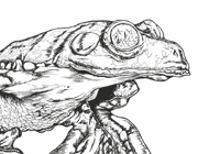 Fringed Leaf Frog Agalychnis craspedopus drawing