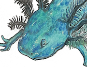 Realistic Axolotl drawing