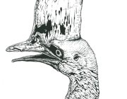 Double-Wattled Cassowary drawing