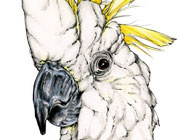 Sulphur Crested Cockatoo drawing