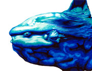 Ocean Sunfish drawing