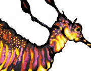 Weedy Seadragon drawing