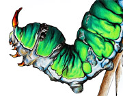 Citrus Swallowtail Butterfly larva caterpillar drawing