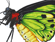Green birdwing butterfly drawing