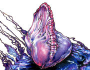 Portuguese man of war drawing (jellyfish)
