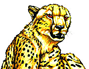 Cheetah drawing