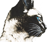 Siamese Cat drawing