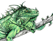 Green Iguana drawing